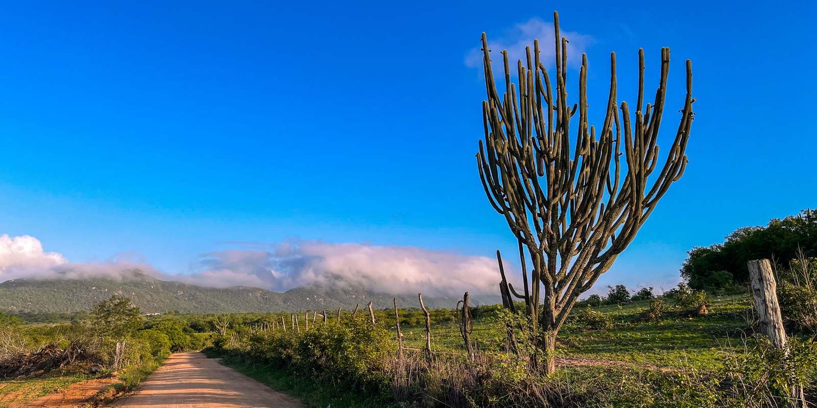 Estrada de terra no sertão de Alagoas com um mandacaru alto à beira do caminho e serra coberta de nuvens ao fundo